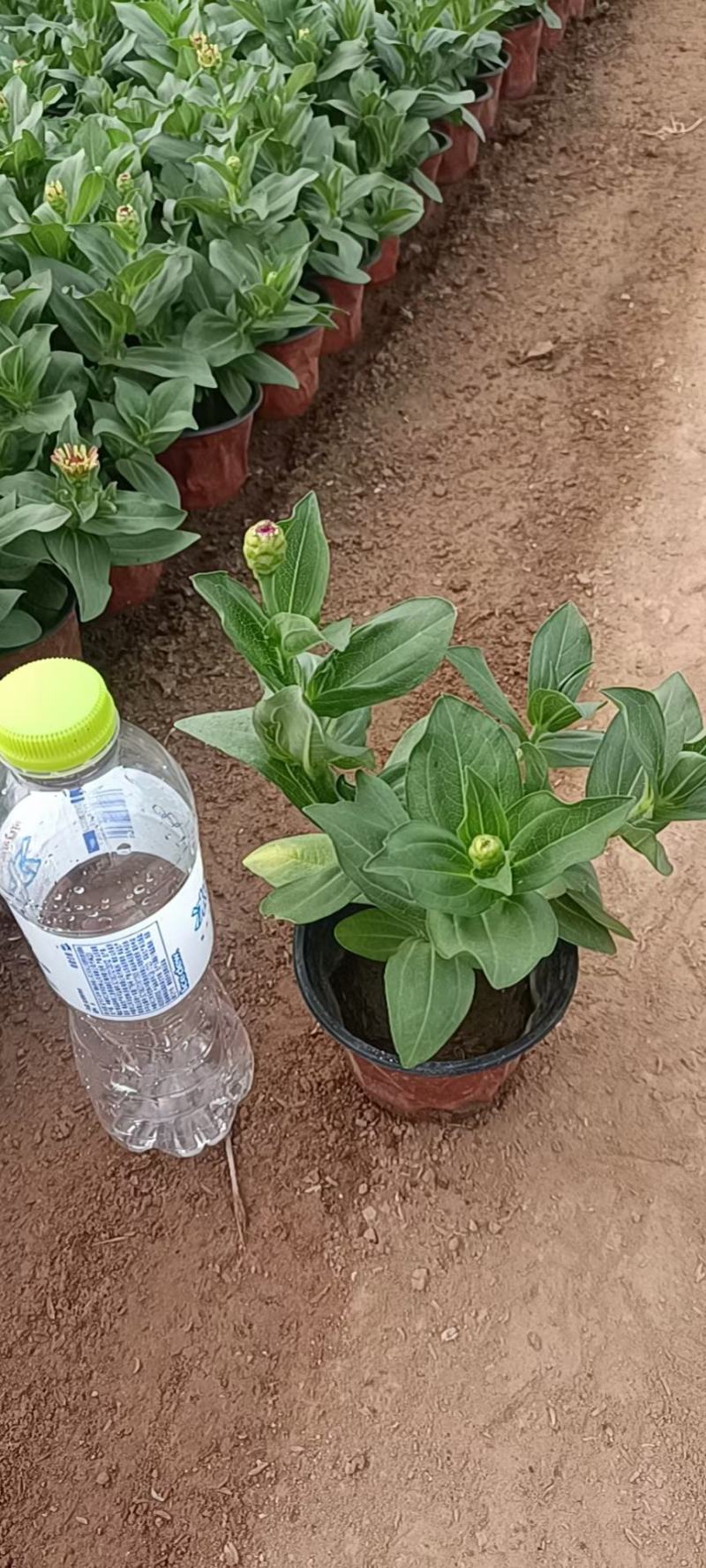 百日草百日草价格百日草批发百日草基地直销大量有货
