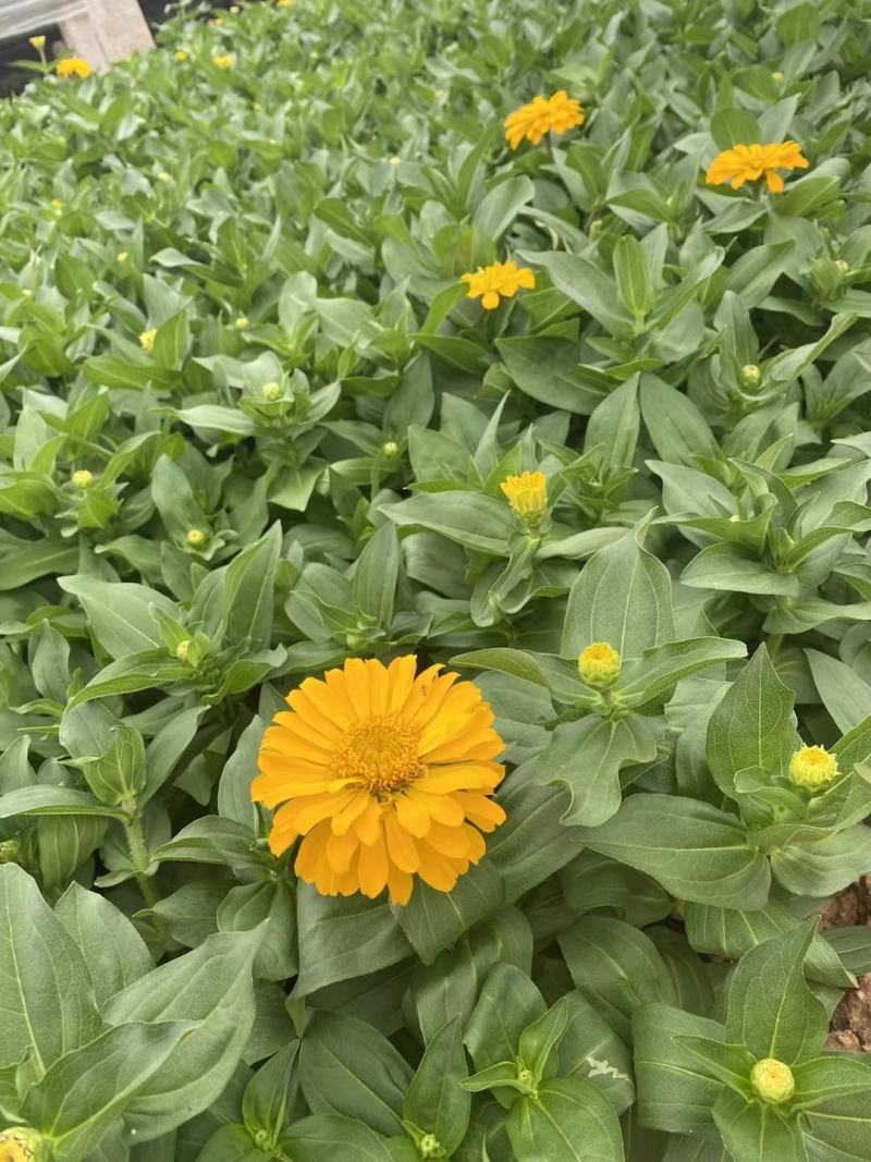百日草百日草价格百日草批发百日草基地直销大量有货