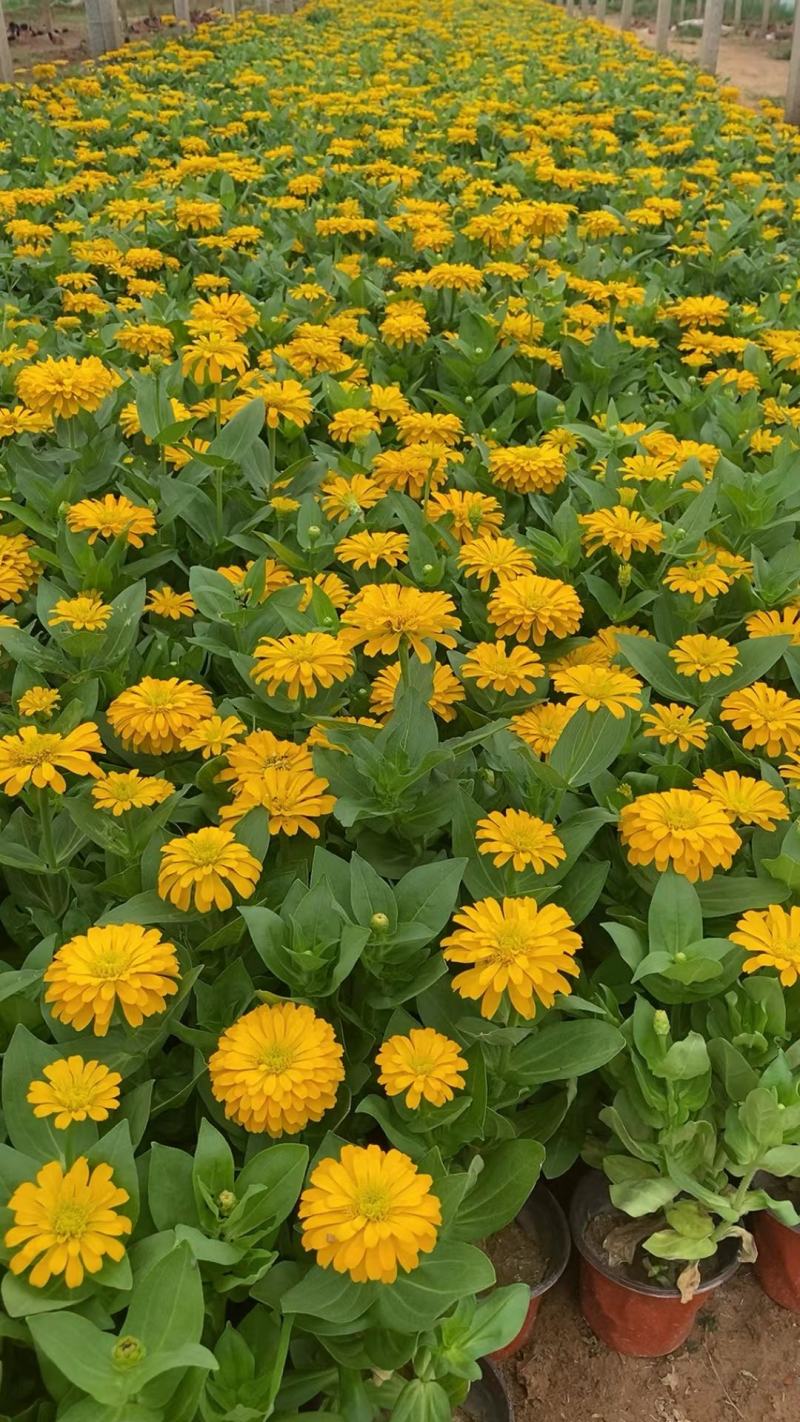 百日草百日草价格百日草批发百日草基地直销大量有货