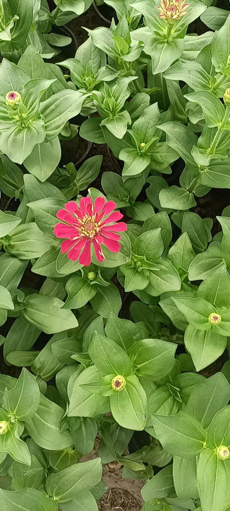 百日草百日草价格百日草批发百日草基地直销大量有货