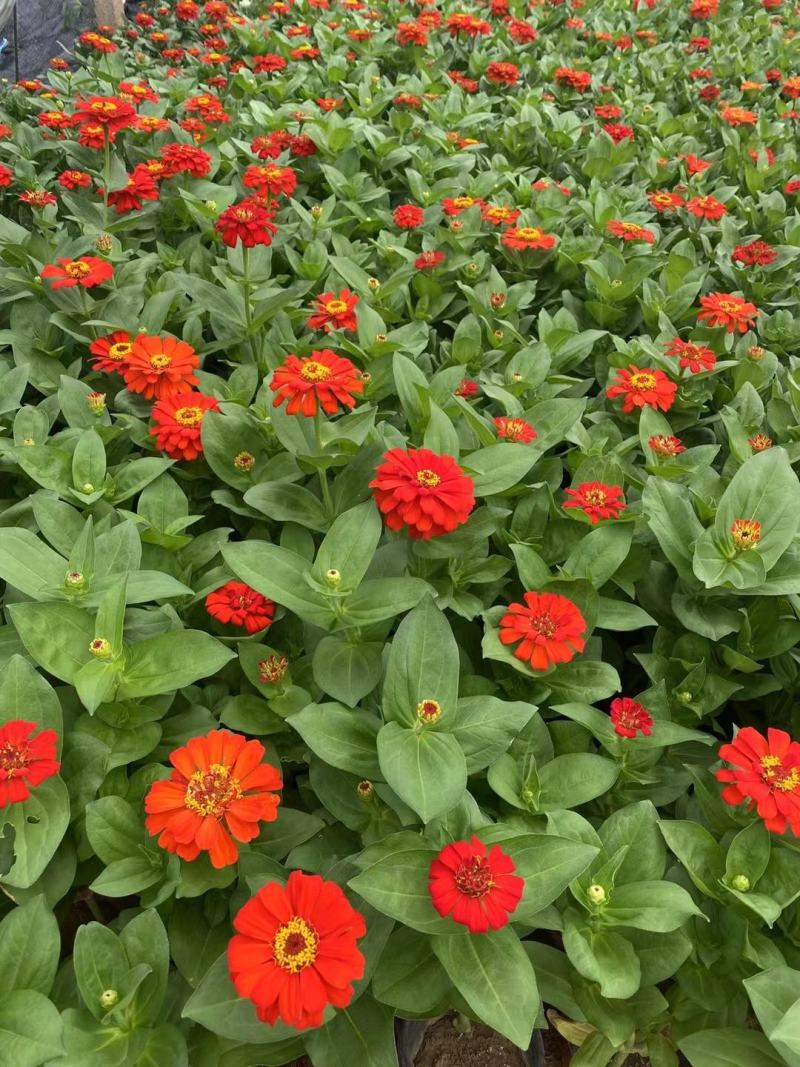 百日草百日草价格百日草批发百日草基地直销大量有货