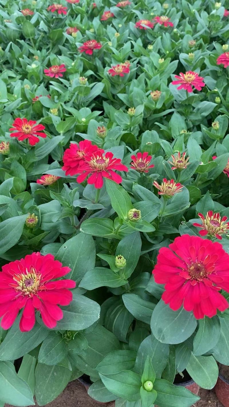 百日草百日草价格百日草批发百日草基地直销大量有货