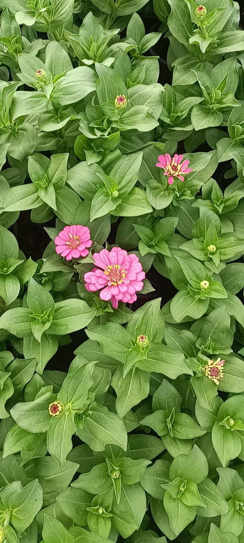 百日草百日草价格百日草批发百日草基地直销大量有货