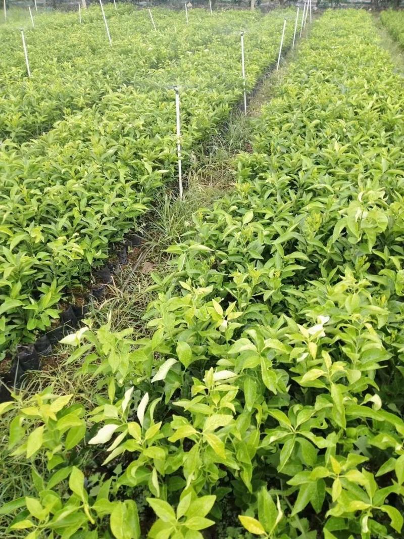 【苗圃直供】沃柑苗砂糖橘苗无核沃柑杯装沃柑苗