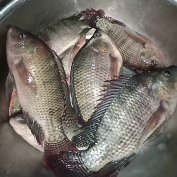 罗非鱼