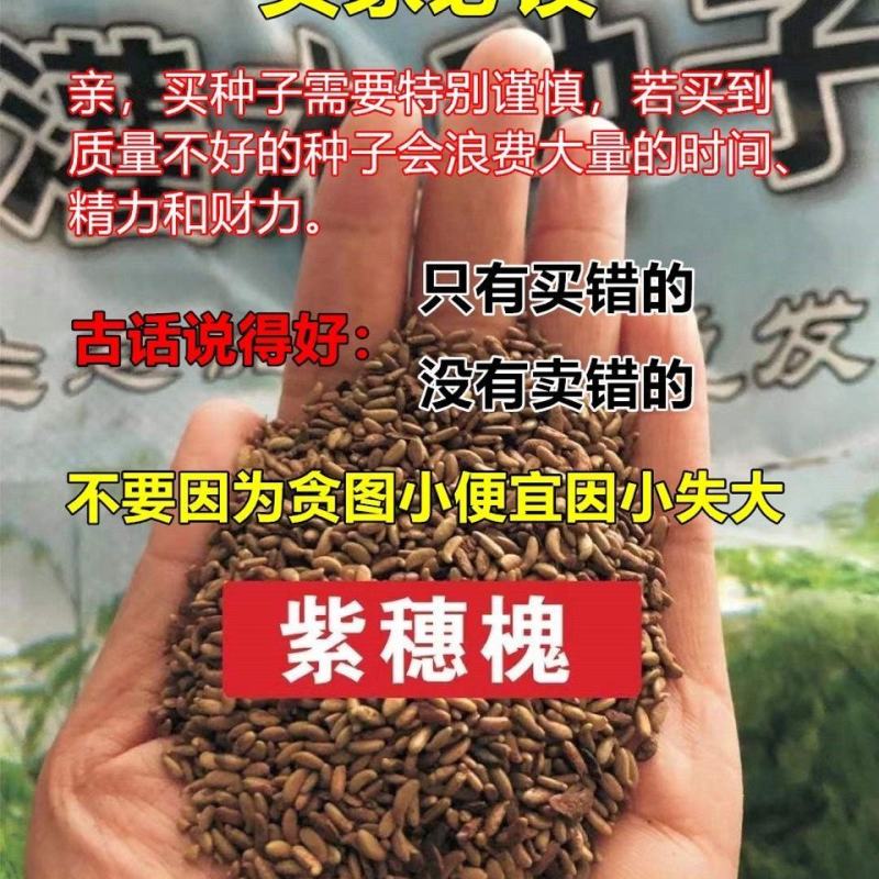 紫穗槐种子护坡工程灌木种子多年生棉槐穗花槐紫翠槐板条蜜源