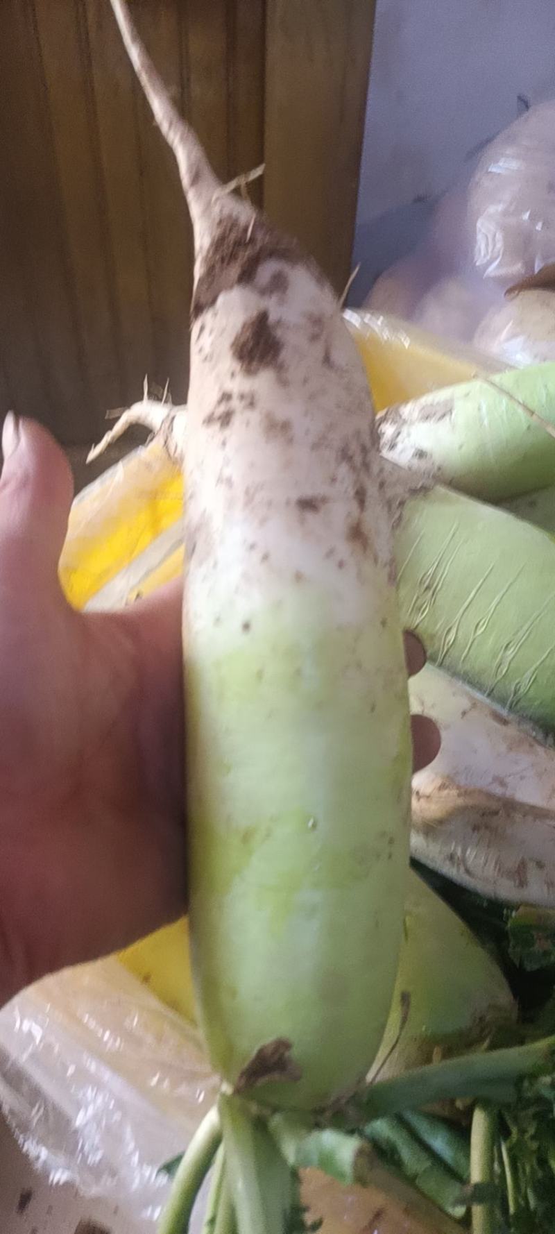 萝卜
