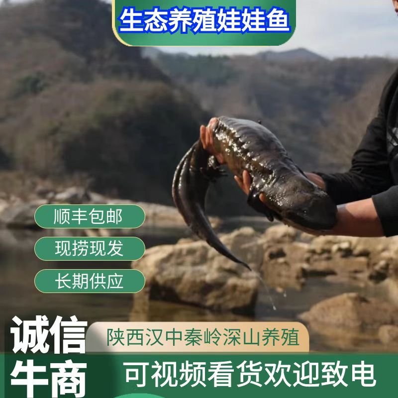 好货推荐生态大娃娃鱼活鱼食用佳品月子餐汤营养丰富