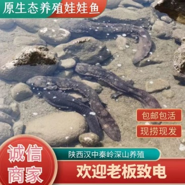好货推荐仿生态冷水养殖大鲵娃娃鱼全国包邮包活