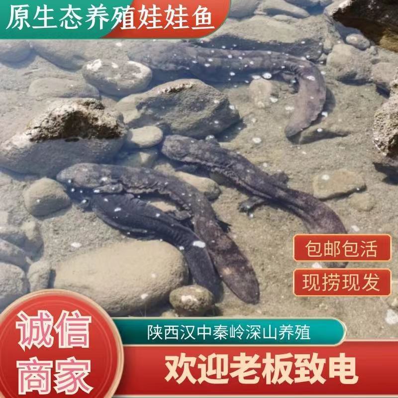 好货推荐仿生态冷水养殖大鲵娃娃鱼全国包邮包活