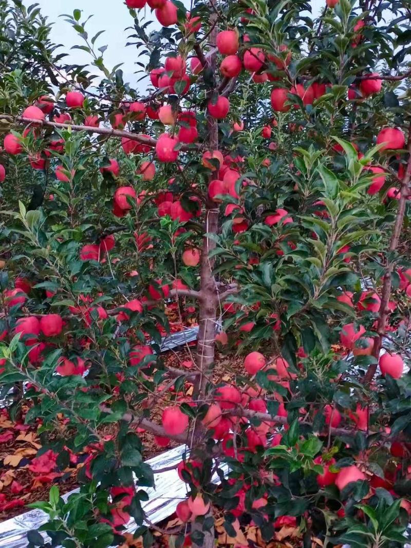 苹果
