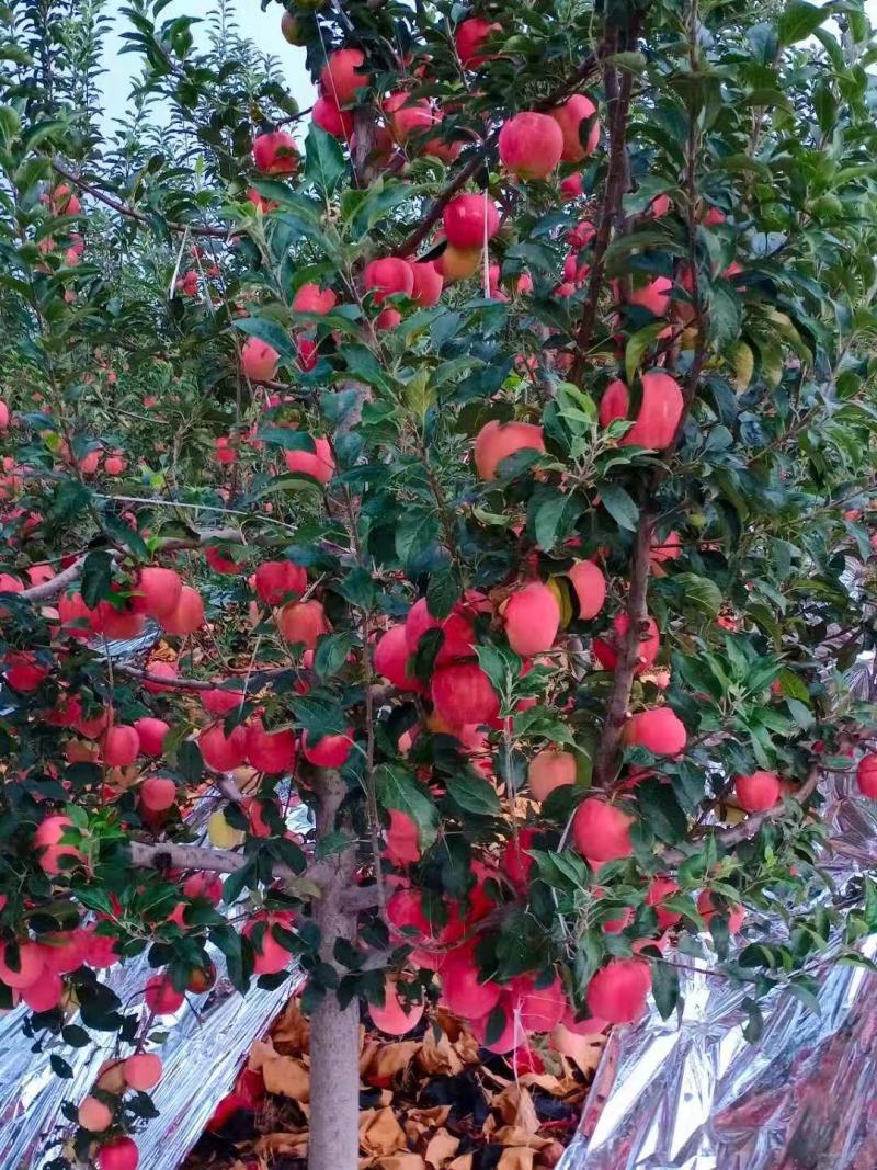 苹果