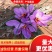 藏红花种苗种球产地直销批发零售效益高免费技术指导