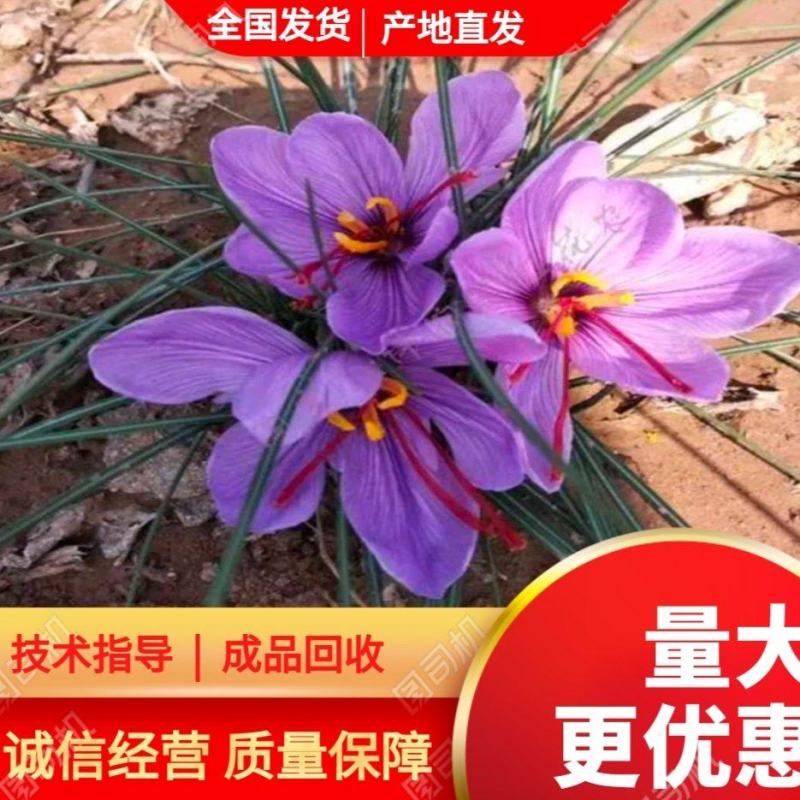 藏红花种苗种球产地直销批发零售效益高免费技术指导