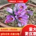藏红花种苗种球产地直销批发零售效益高免费技术指导