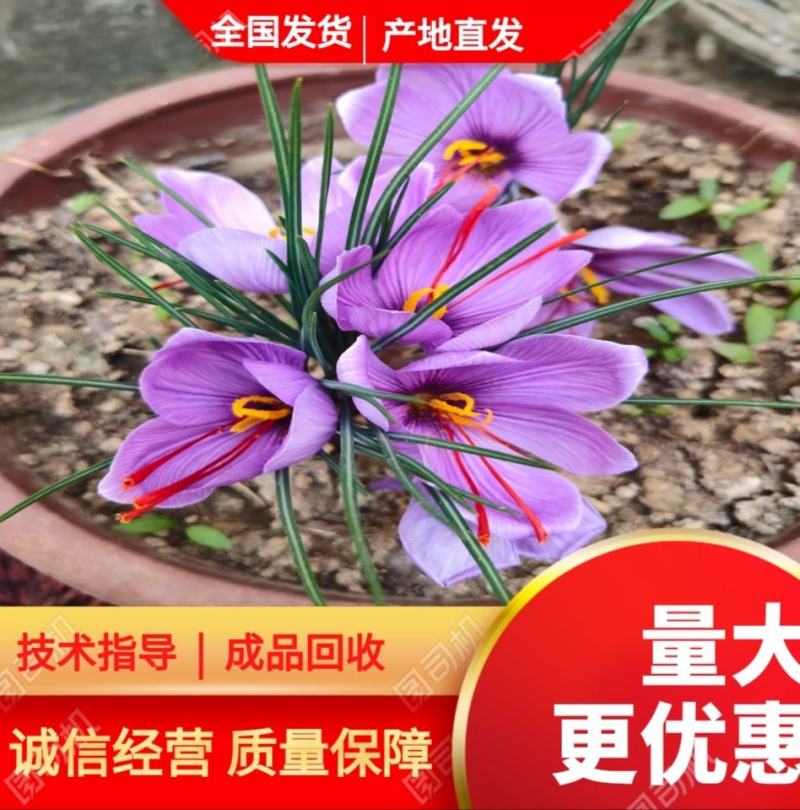 藏红花种苗种球产地直销批发零售效益高免费技术指导