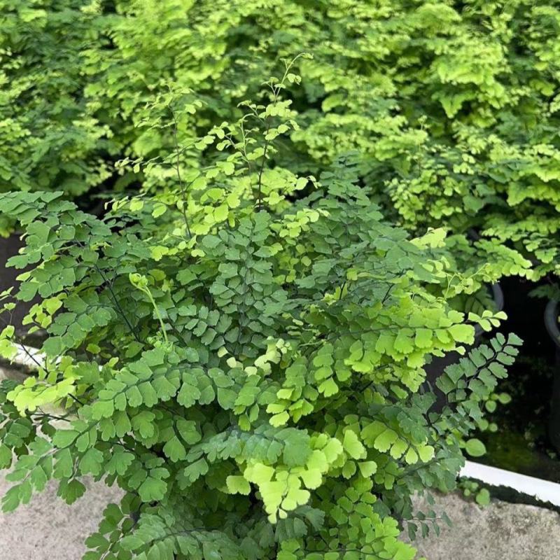 铁线蕨盆栽懒人好养易活水培水养室内植物办公室蕨类盆栽观叶