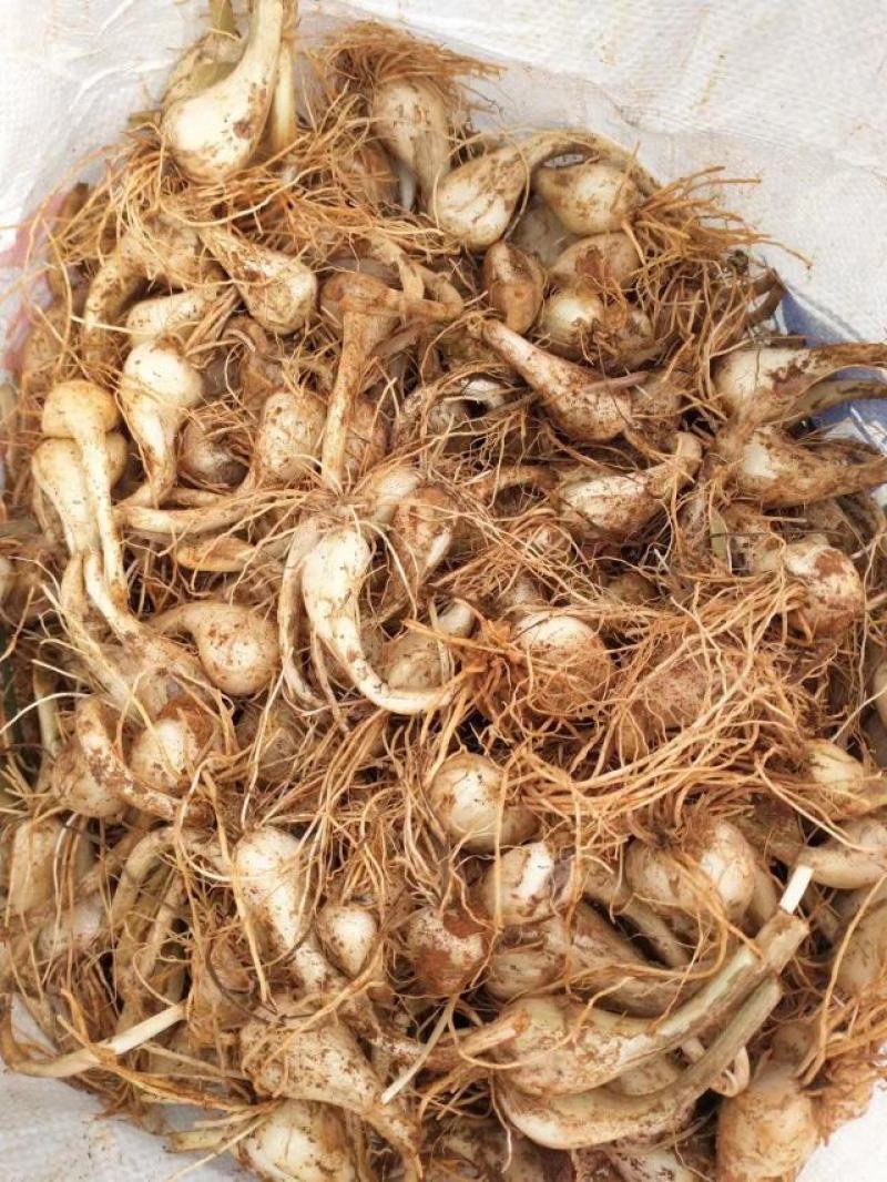 江西荞头