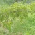 #蜂糖李半边红五月脆青脆李汉源九乡雅安眉山配车到机场空运