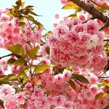 樱花种子日本樱花种子单樱红樱早樱晚樱青肤樱抖音重瓣冬樱花