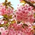 樱花种子日本樱花种子单樱红樱早樱晚樱青肤樱抖音重瓣冬樱花