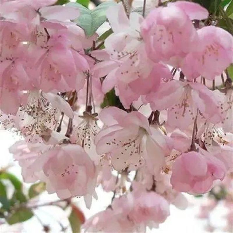 樱花种子日本樱花种子单樱红樱早樱晚樱青肤樱抖音重瓣冬樱花