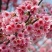 樱花种子日本樱花种子单樱红樱早樱晚樱青肤樱抖音重瓣冬樱花