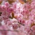 樱花种子日本樱花种子单樱红樱早樱晚樱青肤樱抖音重瓣冬樱花