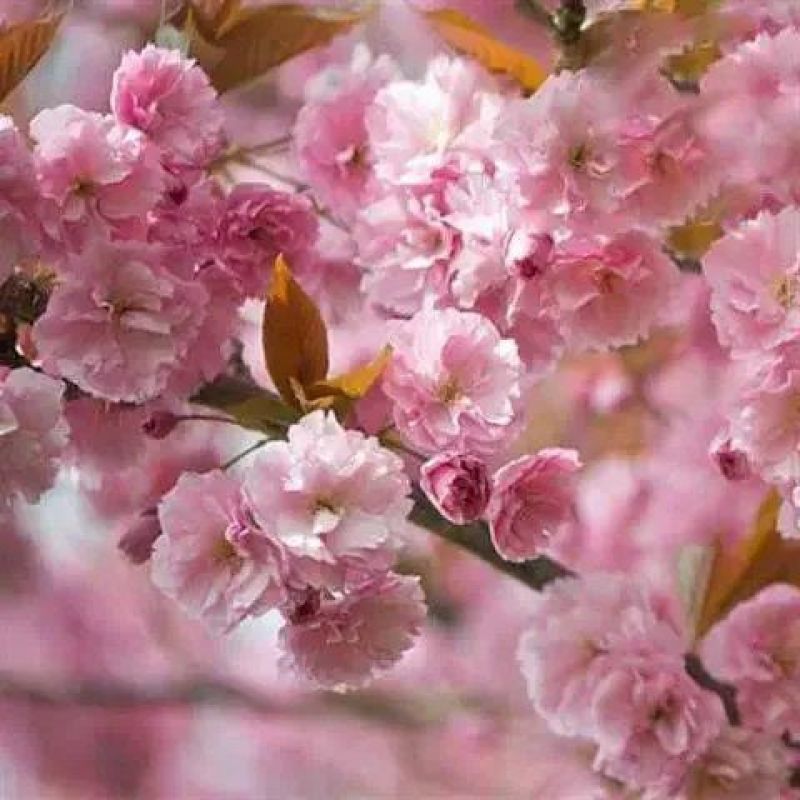樱花种子日本樱花种子单樱红樱早樱晚樱青肤樱抖音重瓣冬樱花