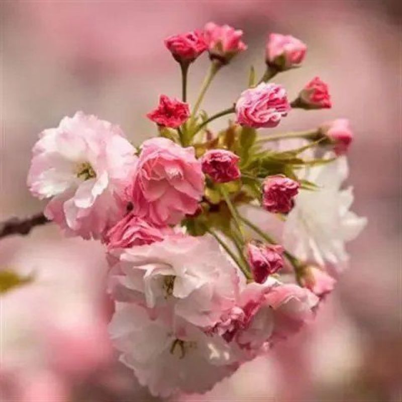 樱花种子日本樱花种子单樱红樱早樱晚樱青肤樱抖音重瓣冬樱花