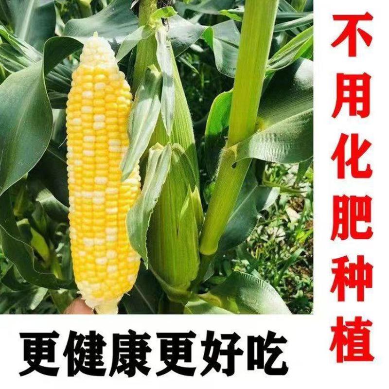 [荐]甜玉米水果玉米湖北产地玉米看货论价保质保