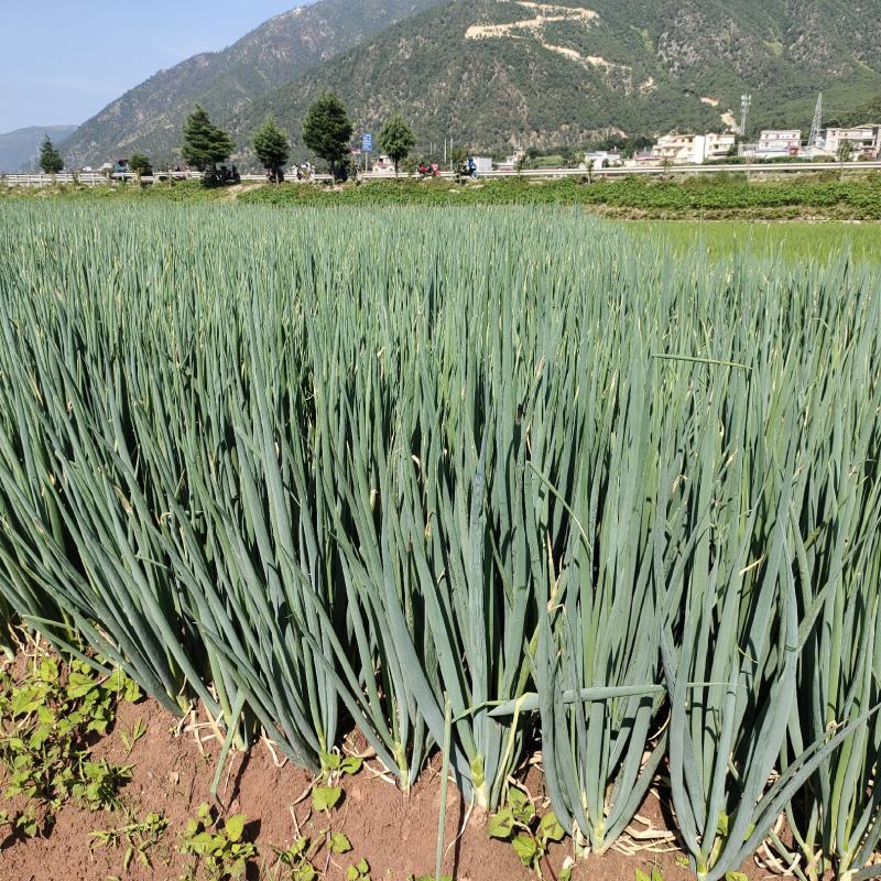 优质大葱