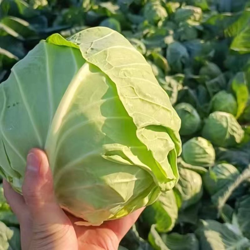 [荐]圆包菜湖北甘蓝产地直发保质保量欢迎订购