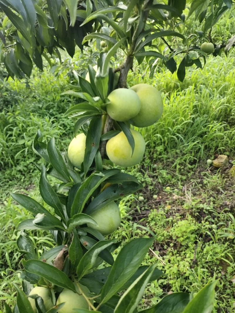 自己家的清脆贱卖了。