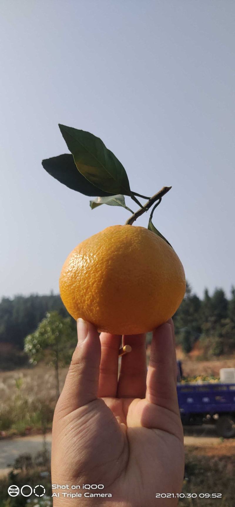 石门县普早蜜桔大量上市，无核，口感甜，可以产地看果下单