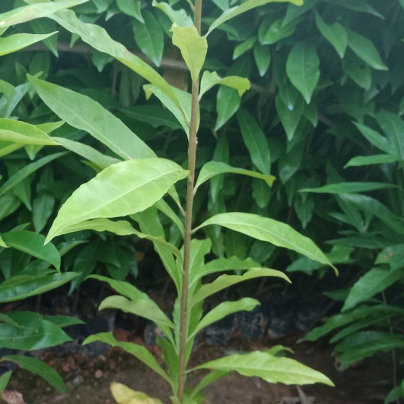 荷木杯苗，1斤重荷杯苗