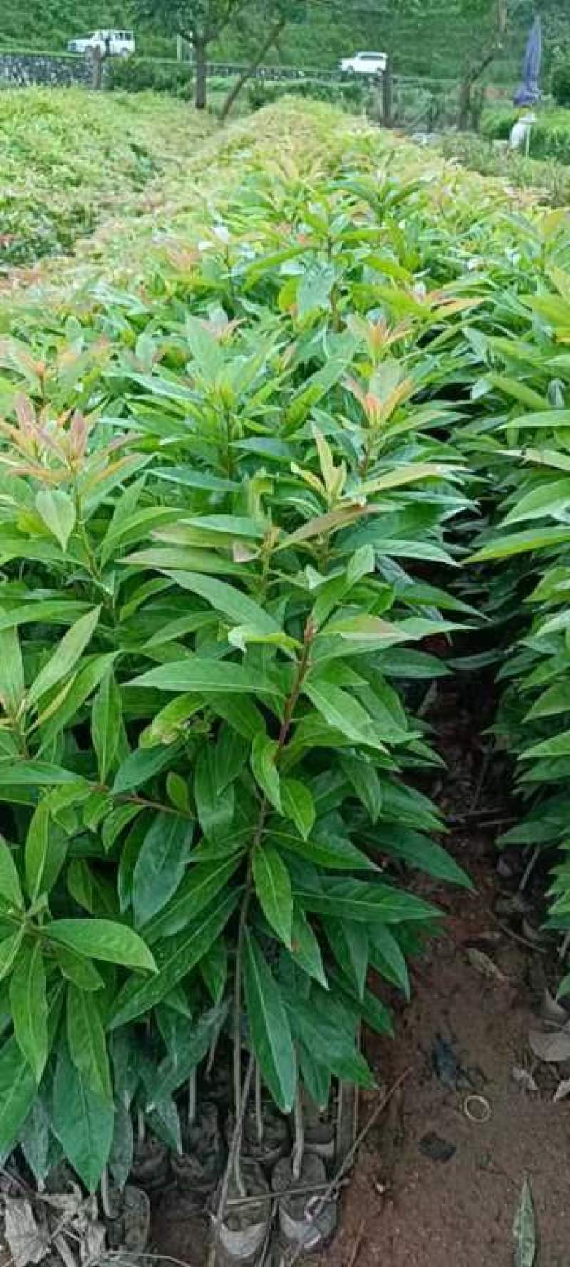 荷木杯苗，1斤重荷杯苗