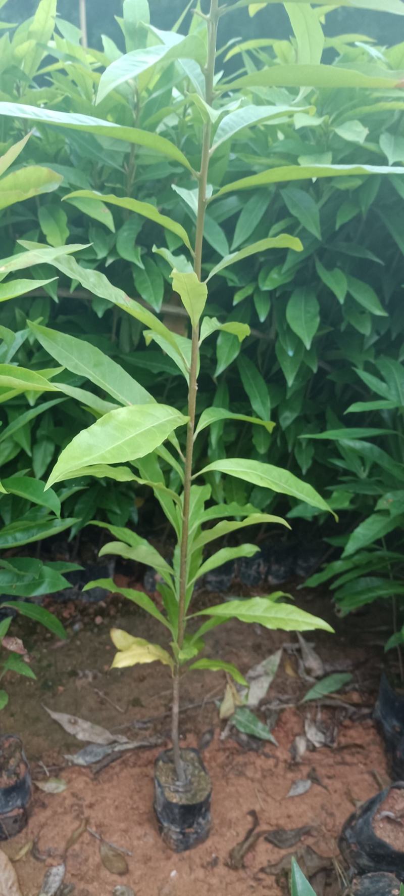 荷木杯苗，1斤重荷杯苗