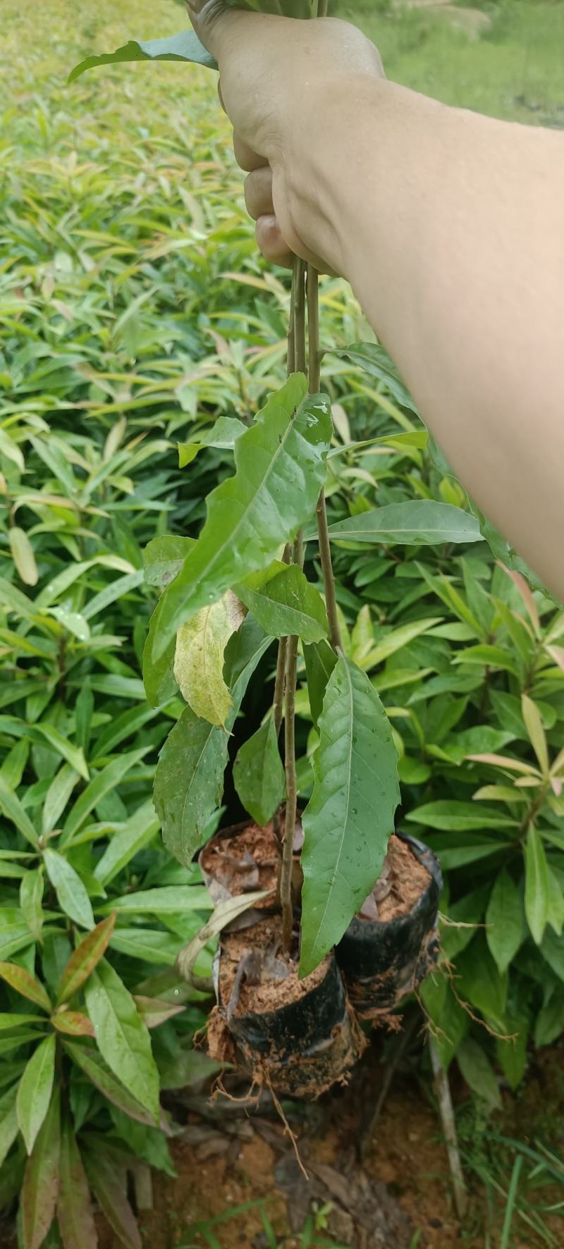 荷木杯苗，1斤重荷杯苗