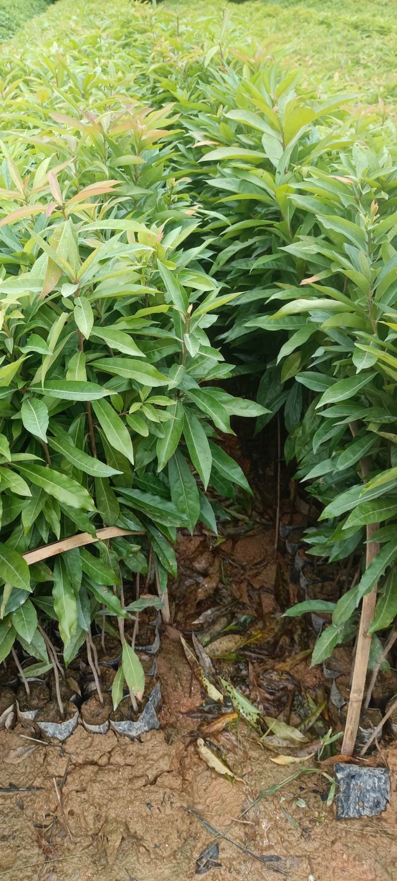 荷木杯苗，1斤重荷杯苗