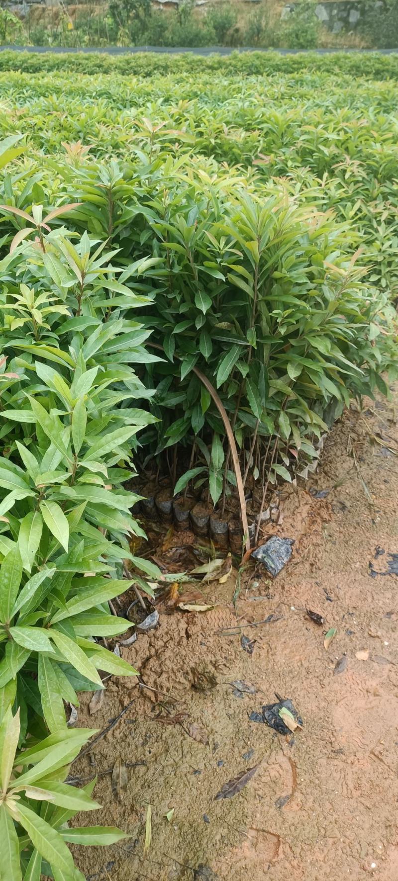 荷木杯苗，1斤重荷杯苗