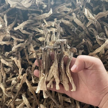 鹿茸菇产地直销量大价优品种多欢迎咨询