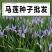 马莲种子马兰花种子马连多年生耐寒耐水耐涝水边花卉可水