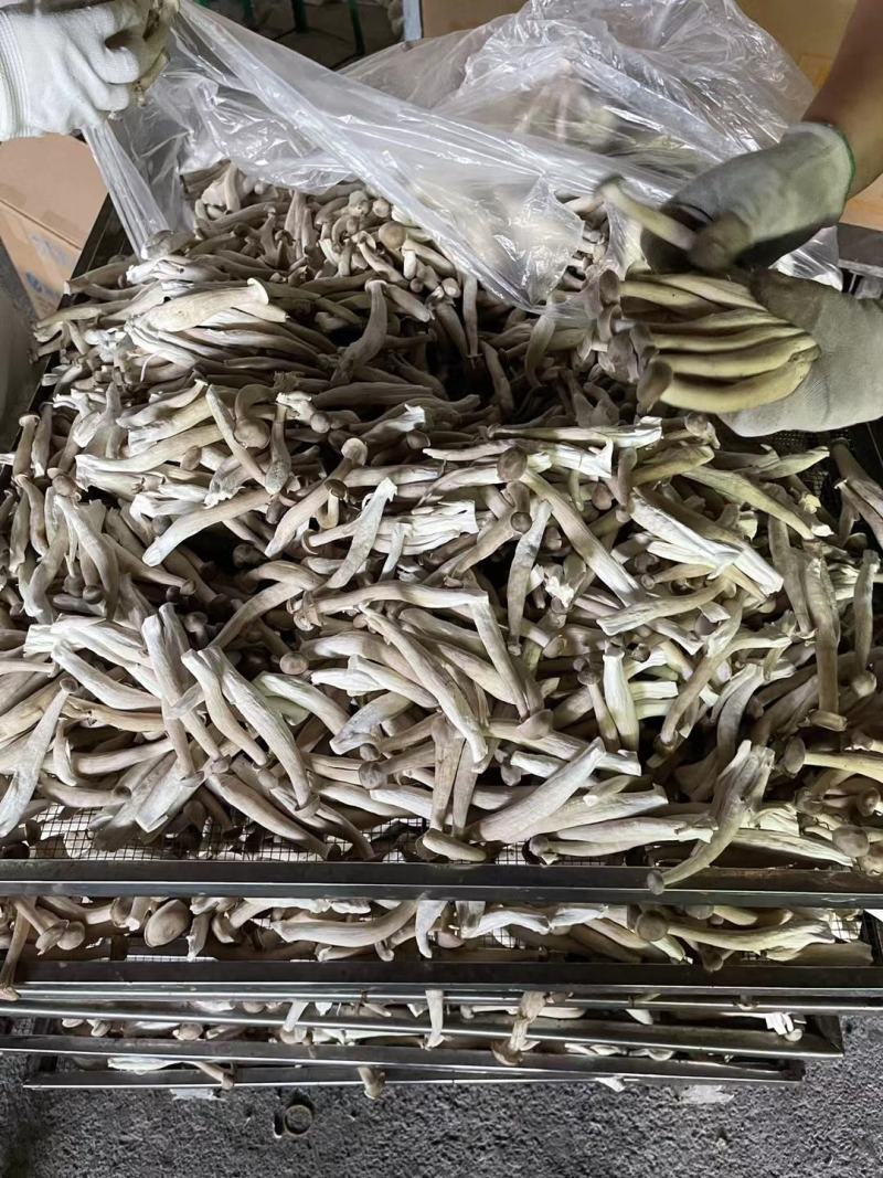 鹿茸菇产地直销量大价优品种多欢迎咨询
