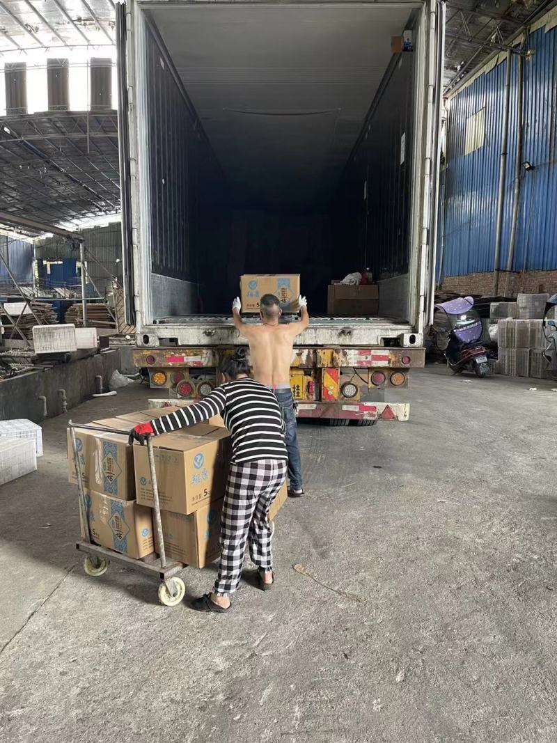 鹿茸菇产地直销量大价优品种多欢迎咨询