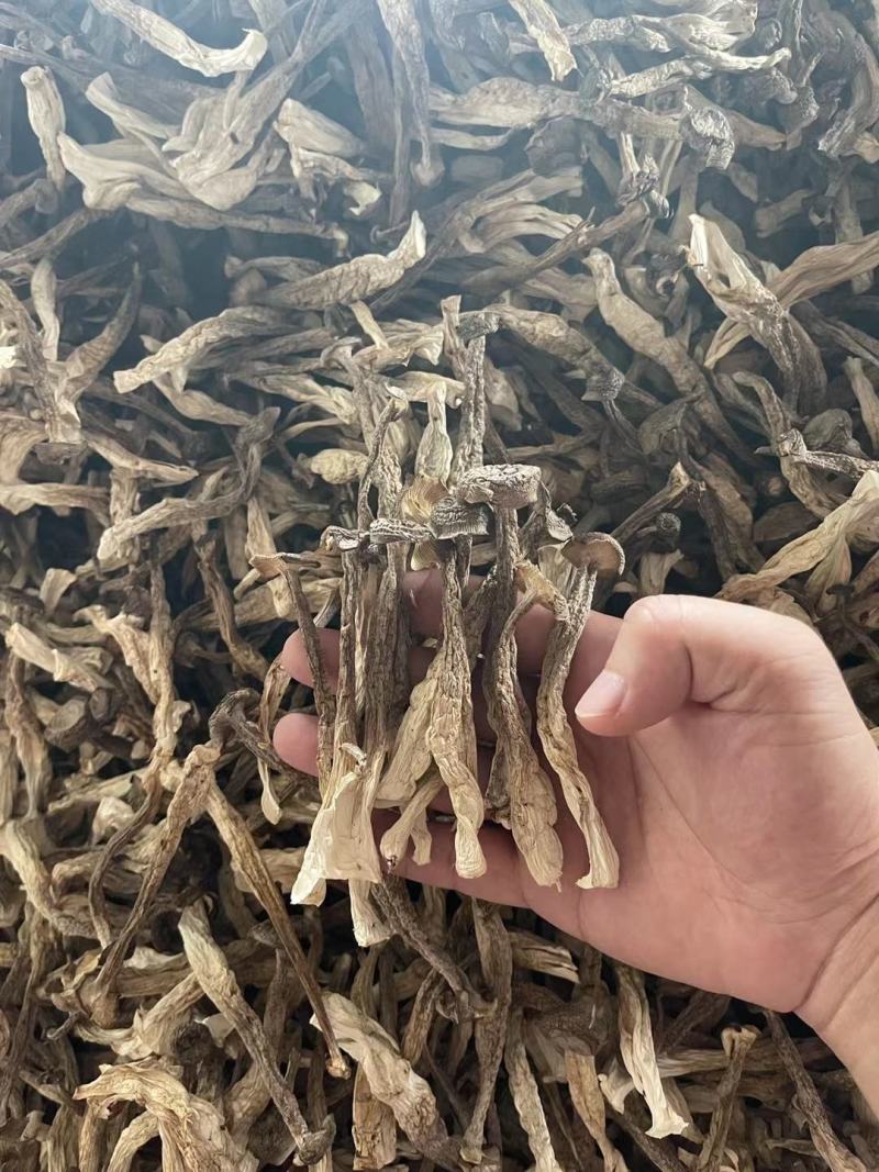 鹿茸菇产地直销量大价优品种多欢迎咨询