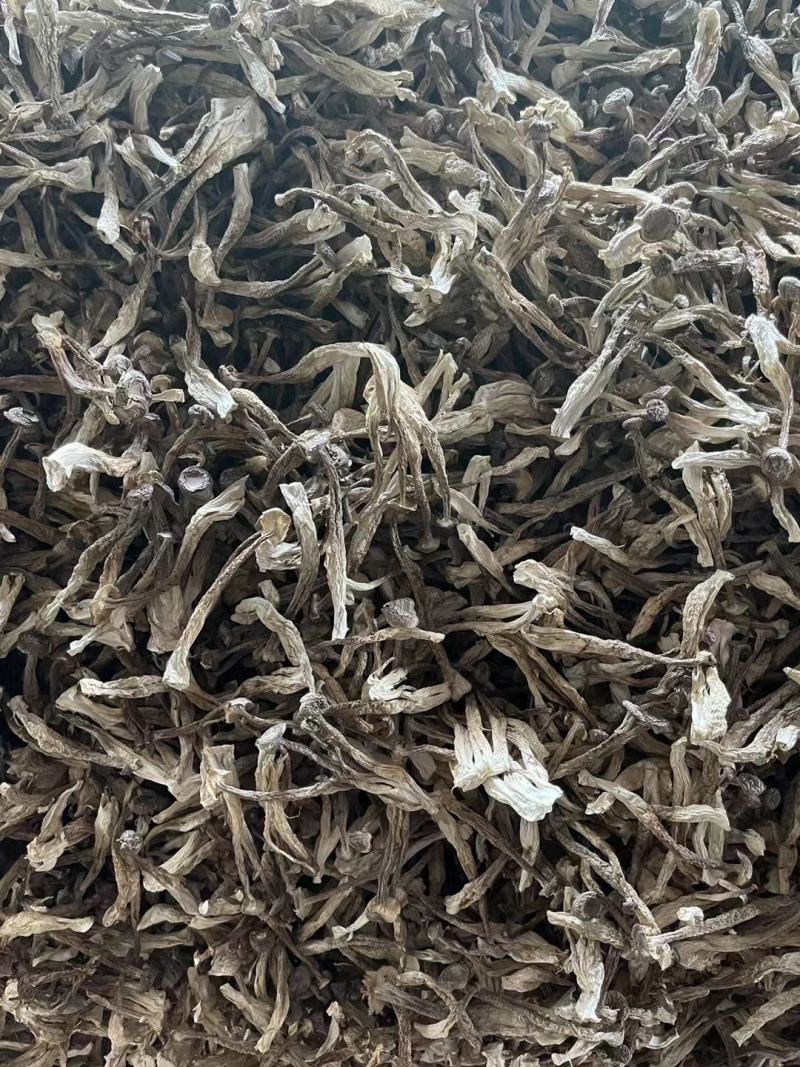 鹿茸菇产地直销量大价优品种多欢迎咨询