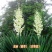 剑麻种子凤尾兰种子菠萝花种子四季常青优质植物种子