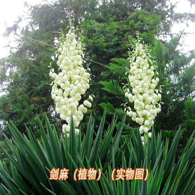 剑麻种子凤尾兰种子菠萝花种子四季常青优质植物种子