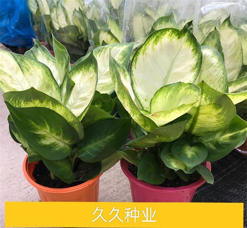 花叶万年青白雪公主银皇后玛丽安室内盆栽桌面绿植吸甲醛